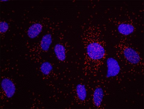 HIF1-alpha and phospho-MCM2[S40/S41] PLA® Antibody