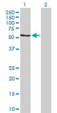 Anti-RPS6KB2 antibody produced in rabbit