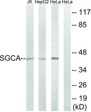 Anti-SGCA antibody produced in rabbit