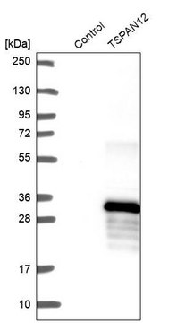 Anti-TSPAN12 antibody produced in rabbit