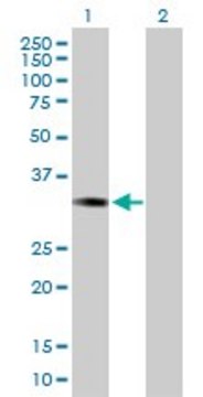 Anti-ESD antibody produced in rabbit