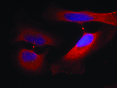 Anti-phospho-KRT8 (pSer??) antibody produced in
