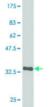 Monoclonal Anti-ZNF38 antibody produced in