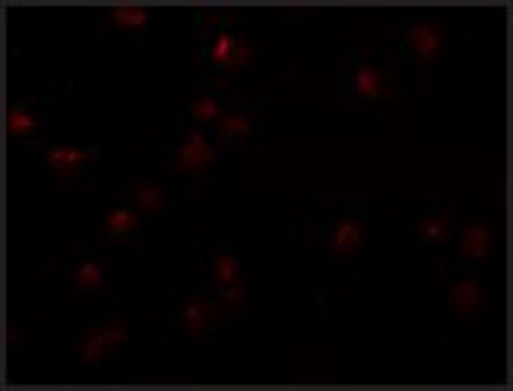 Anti-OCIAD2 antibody produced in rabbit