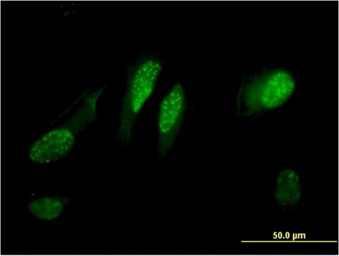 Monoclonal Anti-C13orf15 antibody produced in