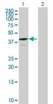 Anti-ANXA13 antibody produced in mouse