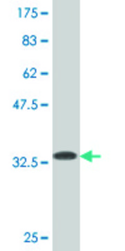 Monoclonal Anti-WRB antibody produced in