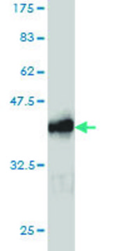 Monoclonal Anti-RAB26 antibody produced in