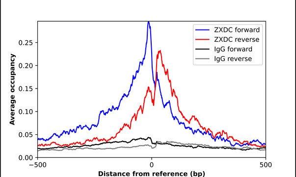 Anti-ZXDC antibody produced in rabbit