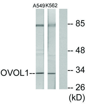 Anti-OVOL1 antibody produced in rabbit