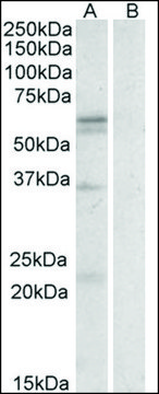 Anti-SLC7A5 antibody produced in goat