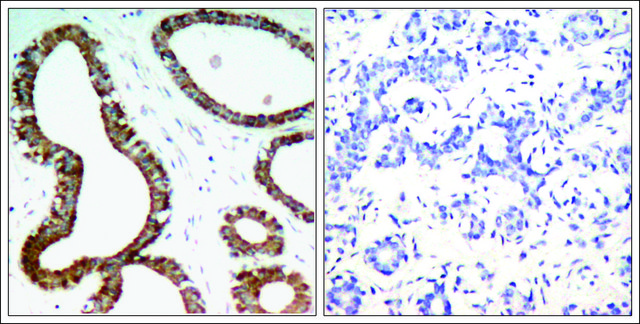 Anti-YWHAZ (Ab-58) antibody produced in