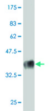 Monoclonal Anti-KLRB1 antibody produced in