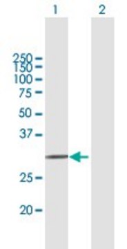 Anti-APOF, (C-terminal) antibody produced in