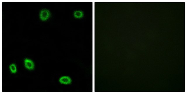 Anti-OR5L1 antibody produced in rabbit