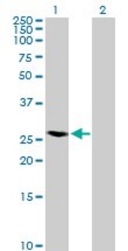 Anti-RAB40A antibody produced in mouse