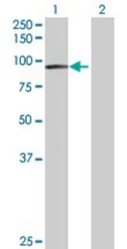 Anti-EPS8L2 antibody produced in rabbit
