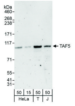 Rabbit anti-TAF5 Antibody, Affinity Purified