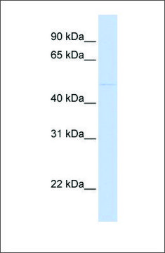 Anti-SIRPA antibody produced in rabbit