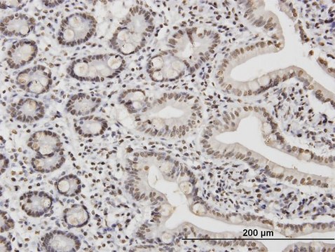 ANTI-TAF11 antibody produced in mouse