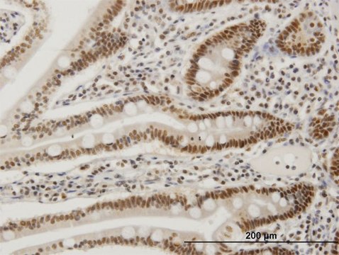 Monoclonal Anti-FOSL2 antibody produced in