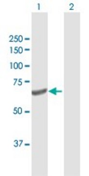 Anti-GALNT4 antibody produced in rabbit