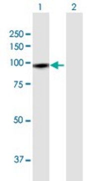 Anti-GTSE1 antibody produced in rabbit