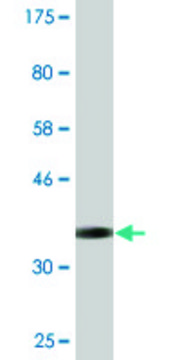 Monoclonal Anti-FLJ20097, (C-terminal) antibody produced