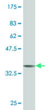 Monoclonal Anti-ABCA6 antibody produced in