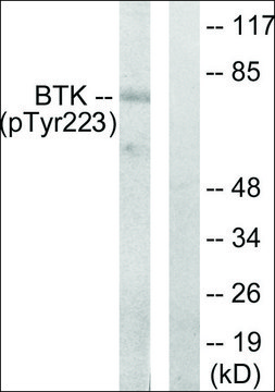 Anti-phospho-BTK (pTyr²²³) antibody produced in