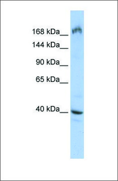 Anti-EIF4G1 antibody produced in rabbit