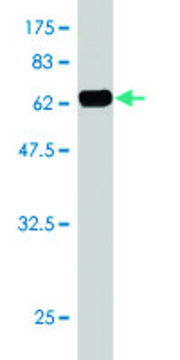 Monoclonal Anti-C10ORF7 antibody produced in