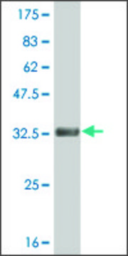 ANTI-HES2 antibody produced in mouse