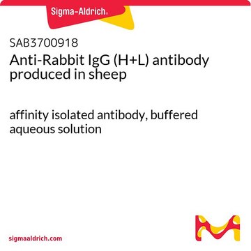 Anti-Rabbit IgG (H+L) antibody produced
