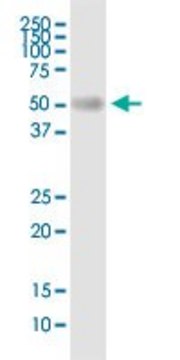 Anti-BSCL2 antibody produced in rabbit
