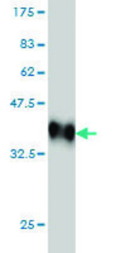 Monoclonal Anti-MAPK10 antibody produced in