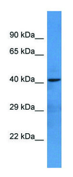 Anti-NTNG1 (C-terminal) antibody produced in