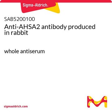 Anti-AHSA2 antibody produced in rabbit