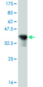 ANTI-OLIG2 antibody produced in mouse