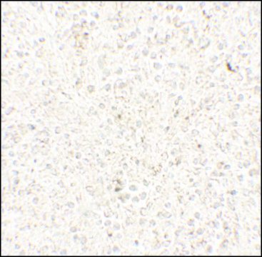 Anti-COMMD7 antibody produced in rabbit