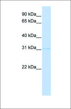 Anti-PRMT6 antibody produced in rabbit