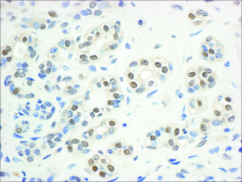Rabbit anti-Mre11 Antibody, Affinity Purified