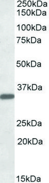 Anti-FGL1 antibody produced in goat