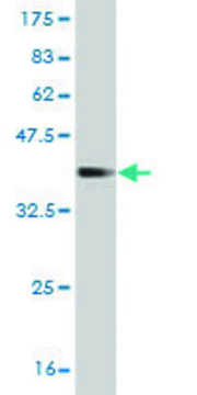 Monoclonal Anti-COG2 antibody produced in
