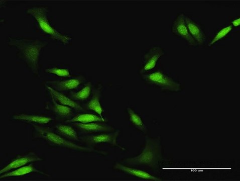 Anti-STAU2 antibody produced in rabbit
