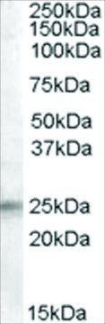 Anti-IGFBP6 antibody produced in goat