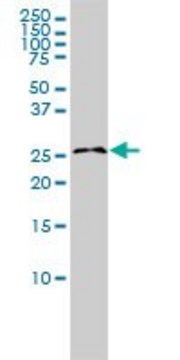 Monoclonal Anti-RASL11B antibody produced in