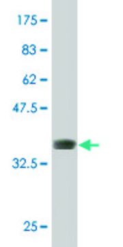 ANTI-DLX5 antibody produced in mouse