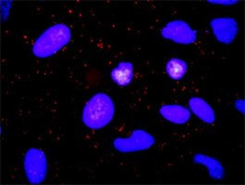Anti-TGFA antibody produced in rabbit