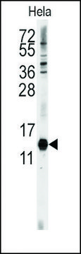 Anti-CDA (C-term) antibody produced in